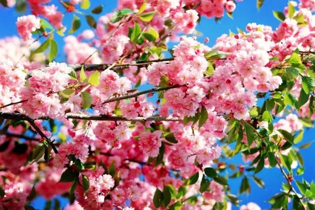 运动场上百花齐放成绩惊艳瞩目 运动场上百花齐放成绩惊艳瞩目